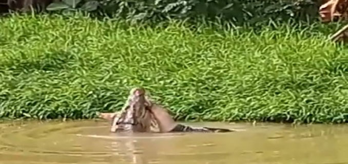 Nelayan di Sultra Lolos dari Cengkeraman Buaya 6 Meter