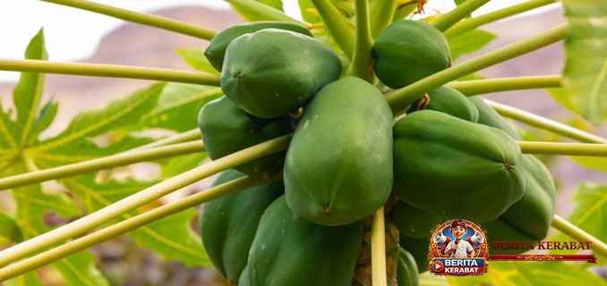3 Efek Samping Makan Pepaya Berlebihan: Awas Kulit Berubah Oranye!
