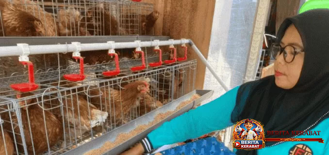 Risma Dorong Kemandirian Ekonomi Pengungsi Agam Lewat Ternak Ayam